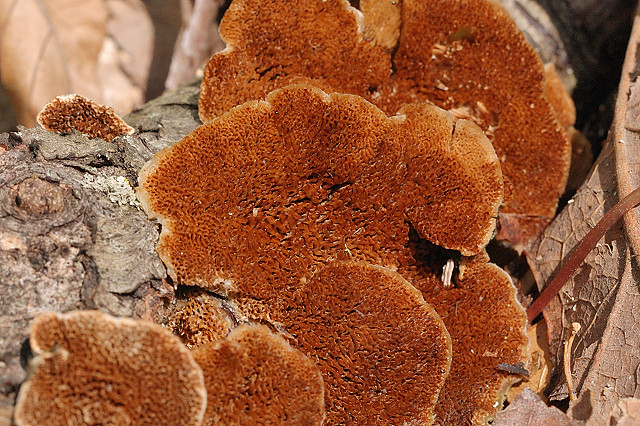 Silver Lake Park, in Highland, Illinois, USA - mushrooms