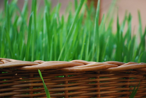 wheatgrass basket