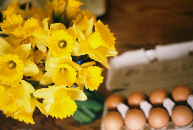 Easter Daffodils (and Eggs)