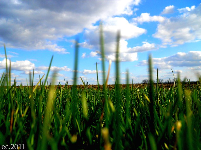 Grass and Sk7