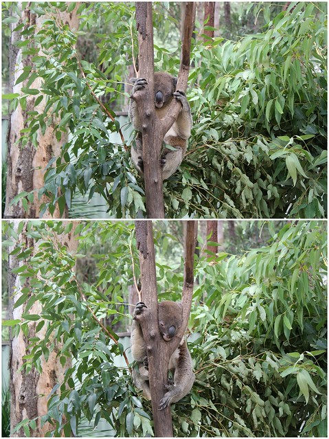 Koala Bear :D