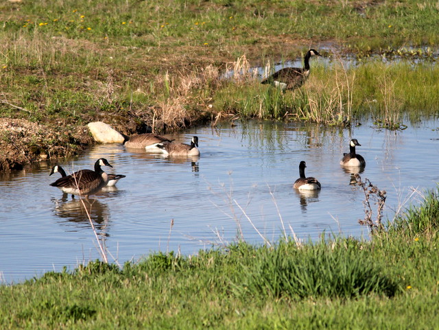 Canada Geese in front yard 20110508