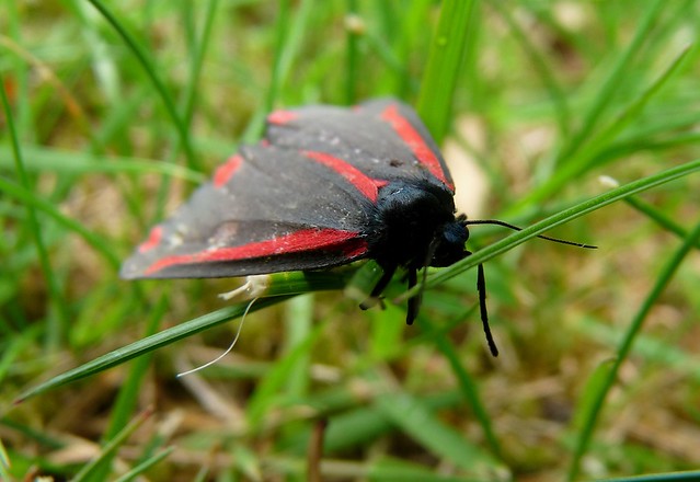 24333 - Cinnabar Moth, Pontarddulais