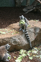 Fressende Lemuren