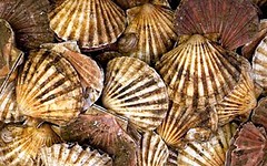 Scallops in the Fish Market
