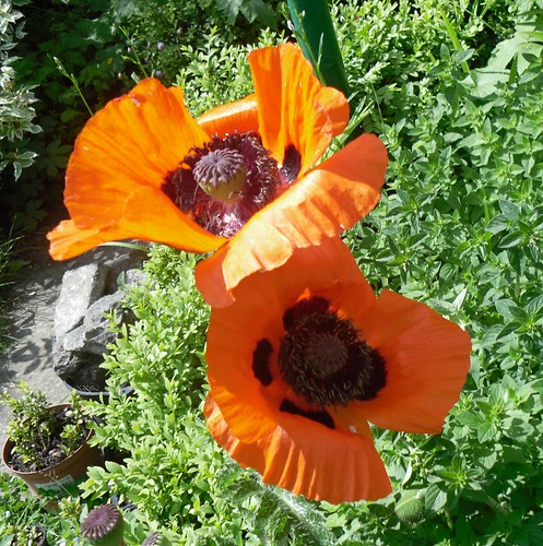 a collapsing poppy