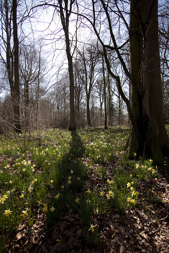 Wild Daffodils (Narcissus pseudonarcissus) and Sessile Oaks (Quercus petraea)
