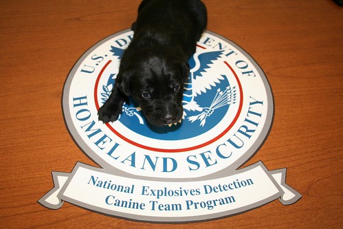 Pup intended to be trained for TSA bomb detection
