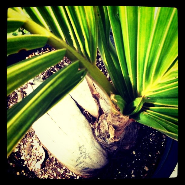 Two-year old coconut palm from Boca Raton, FL