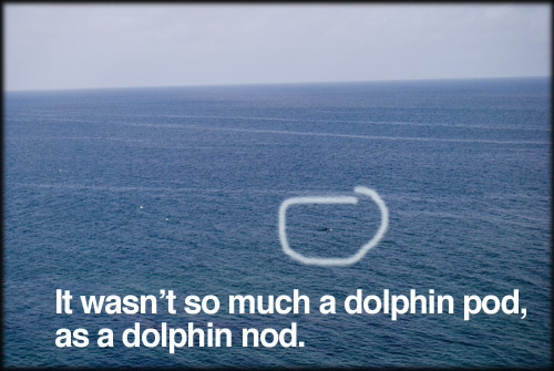 dolphin-pod-nod