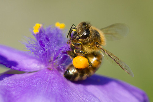 Fully Loaded Honey Bee by iseethelight, on Flickr
