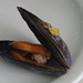 Mussels are carnivores!