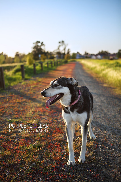 Cocoa  -- Purple Collar Pet Photography: Sacramento and San Francisco Bay Area Pet Photography