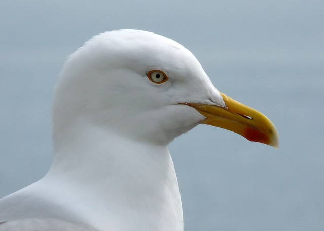24211 - Herring Gull, Lyme Regis