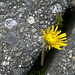 A dandelion between the cracks 043020116231