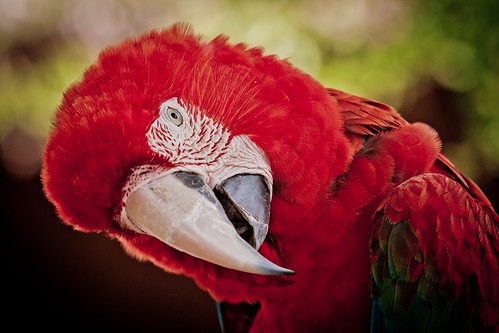 フリー写真素材|動物|鳥類|ベニコンゴウインコ|