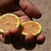 variegated lemon