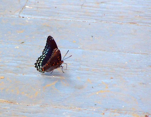 butterfly on front porch by Emilyannamarie