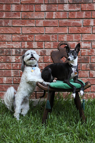 Two dogs and a chair