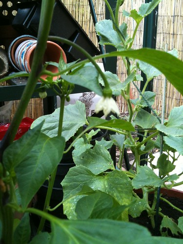 Greenhouse Update 28th June 2011: Pepper and Melon