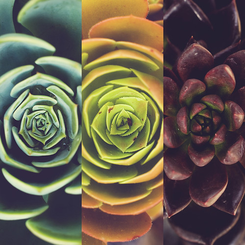Picture Color #30: Pieces /// the succulent centers