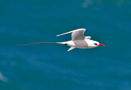 Red-Tailed Tropicbird Flying by toryjk