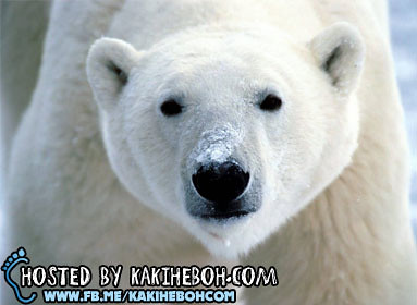 animal-polar-bear-kidal
