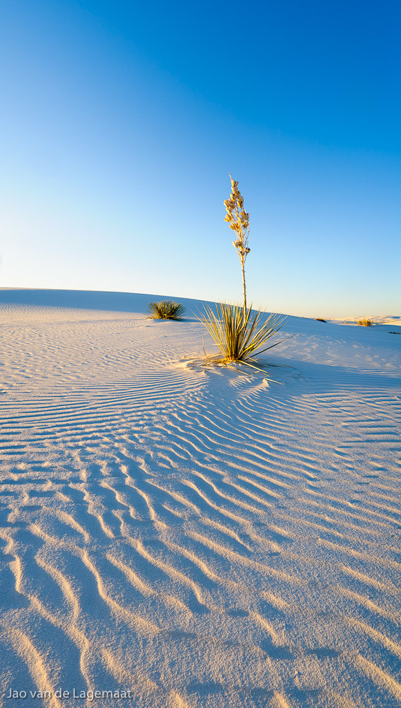White Sands Yucca