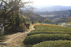 栃谷尾根の茶畑