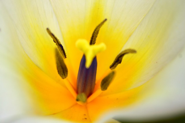 Cœur de tulipe jaune