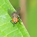 rainforest fly