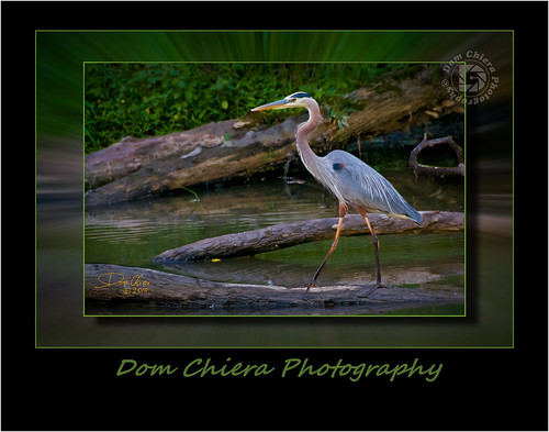 "The Great Blue Heron"