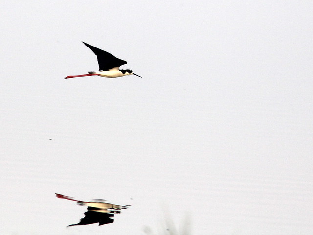 Black-necked Stilt in-flight 20110412