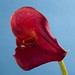 Red Calla Lily