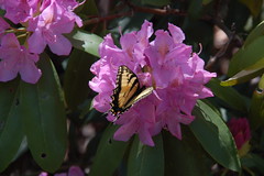 Monarch on Rhododendron