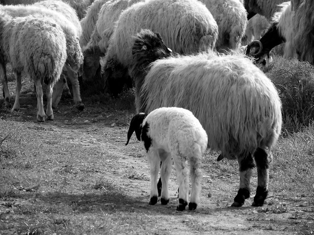 sheeps.