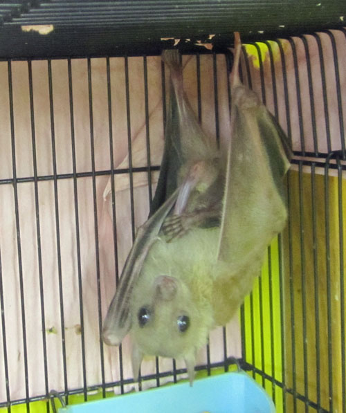 Boy Bat
