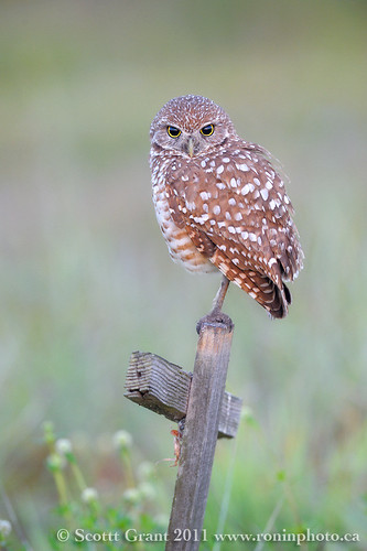 Early Morning Burrowing Owl by Scott Grant