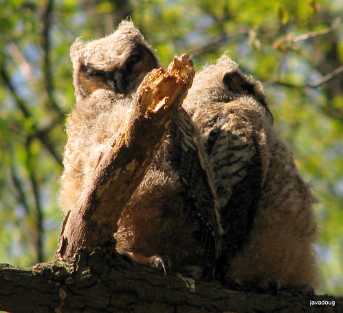 Great-horned Owl chicks
