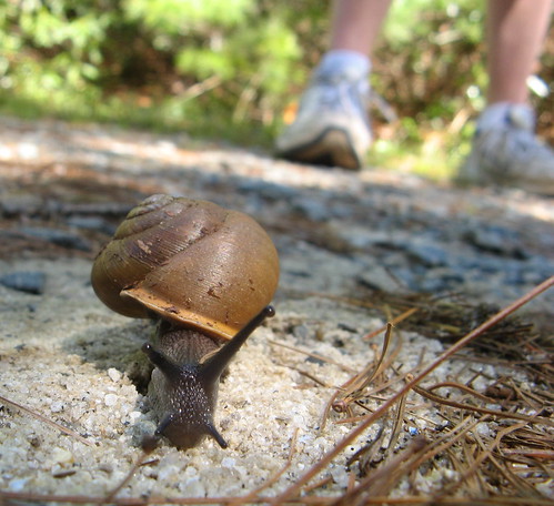 Snail on the trail