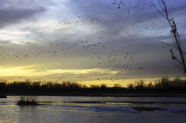 2003 Thede - Nebraska Cranes, Blizzard