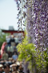 Wistaria flower and crowd. 