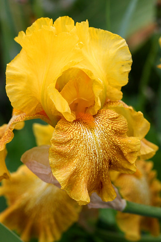 yellow bearded iris