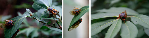 3.Cicadas