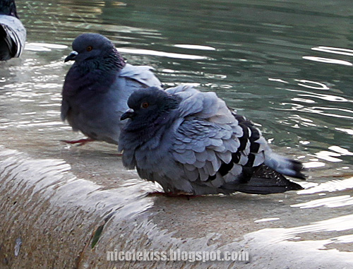 bathing pigeons