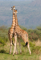Young Male Giraffes Sparring, Murchison Falls NP, Uganda