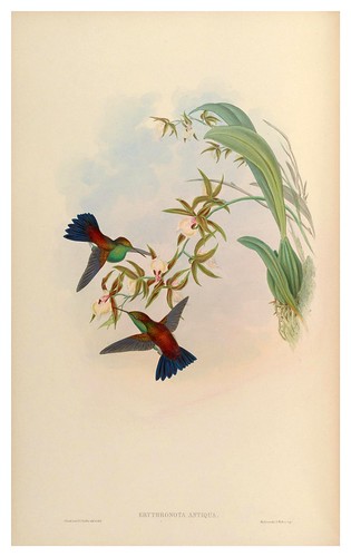 019-An introduction to the Trochilidae or family of humming-birds- Vol 5- 1861-John Gould