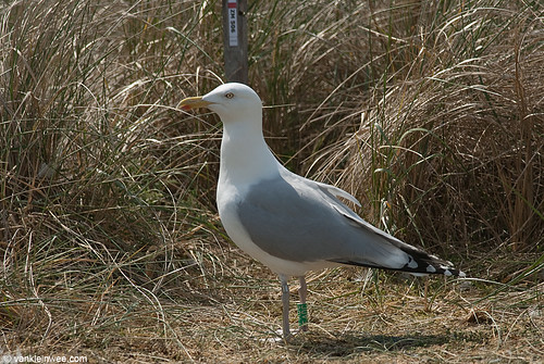 European Herring Gull, >11cy, G[F.ADC]