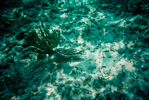 Coral Reef Fish, John Pennekamp, Key Largo Florida