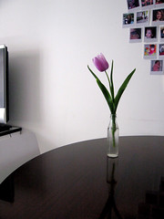 tulipano casagroovycasa